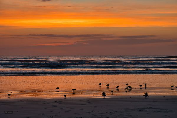 Shore Birds feeding on the incoming tide, full Gol...