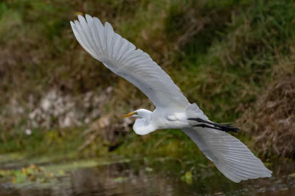 great white egret...