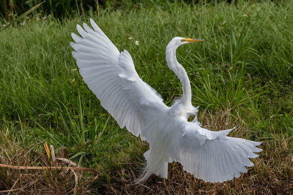 great white egret...