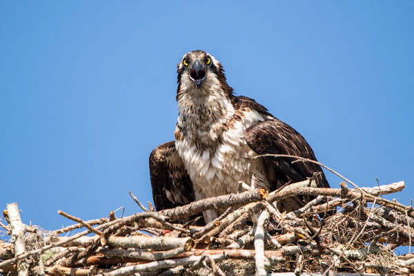 angry mother osprey...