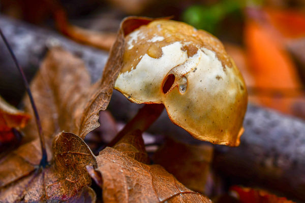 A mushroom...