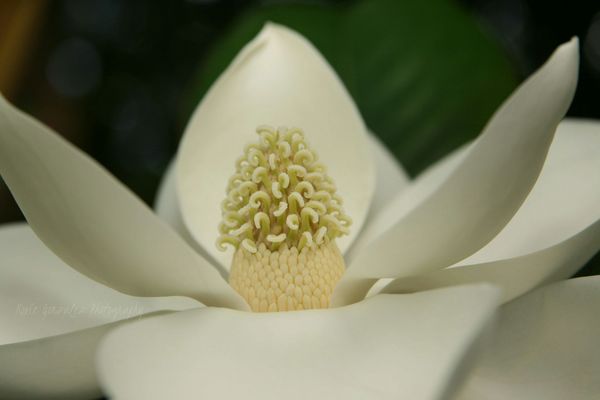 Magnolia bloom...