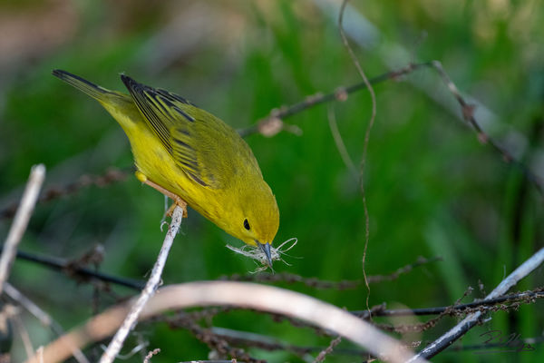 Yellow Warbler...