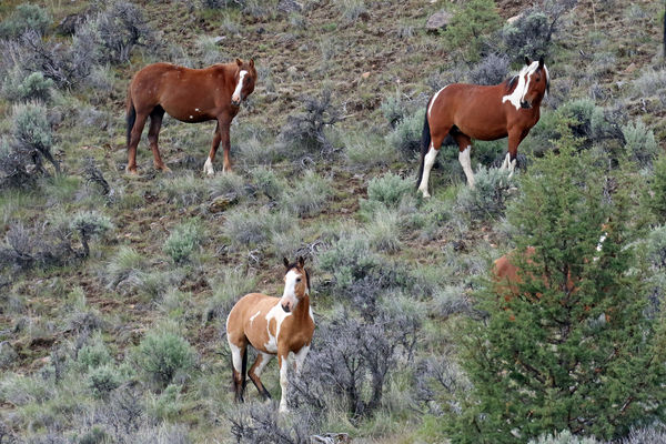 A triangle of wild horses.  They were looking at a...
