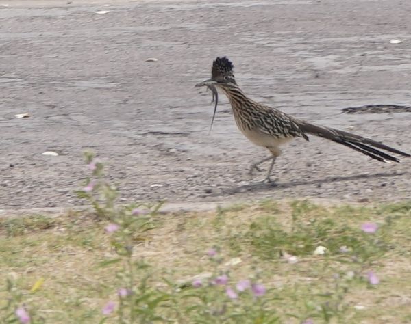 ….we had lunch with the Roadrunner while there....