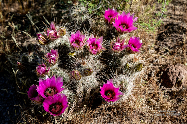 Cactus blossoms, Saguaro Nat'l Park...