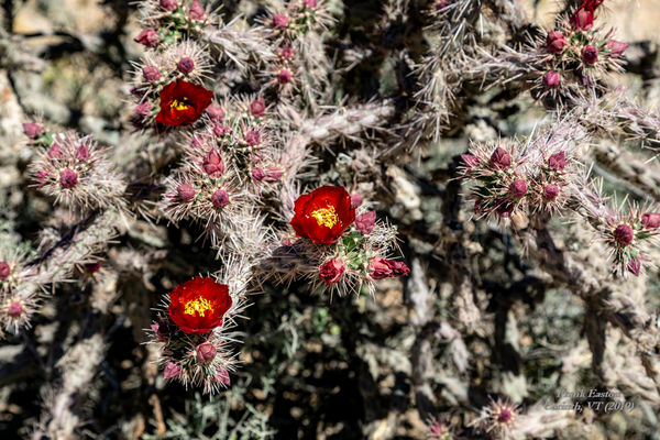 Cactus blossoms, Saguaro Nat'l Park...