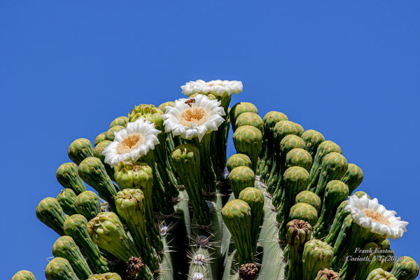 And my favorite ... Saguaro Cactus Blossoms which ...