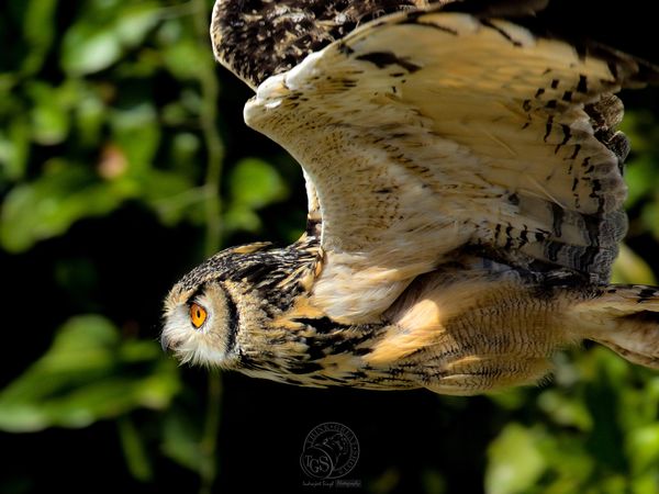 Indian Eagle Owl - fly by frame filler!...