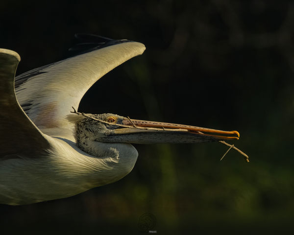 Spot Billed Pelican - nesting material!!!!...