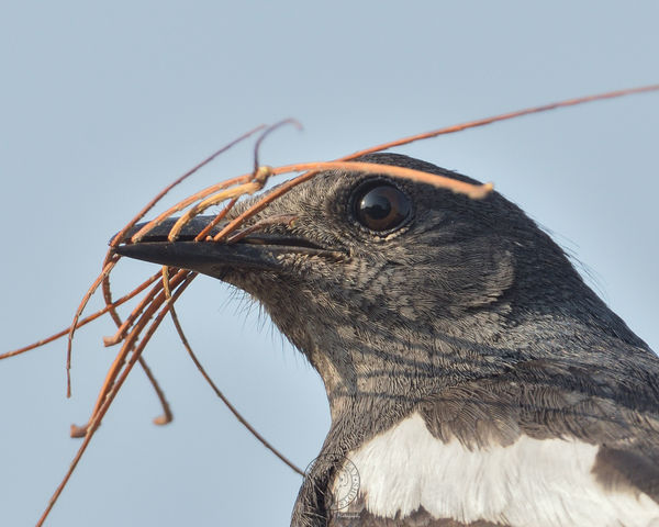 Magpie Robin - Nesting material...