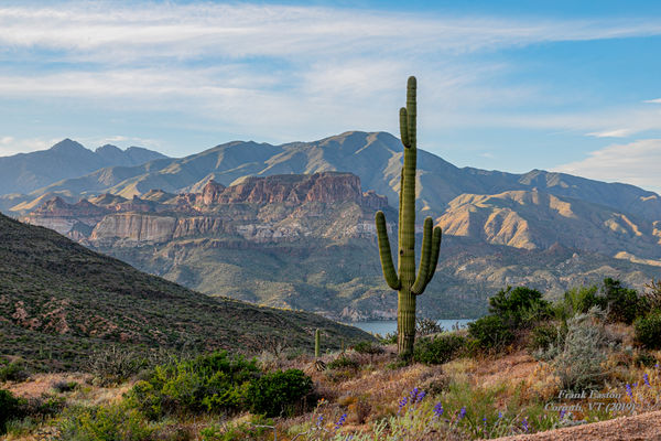 Lone Saguaro Cactus, Apache Jct, AZ overlooking Ap...
