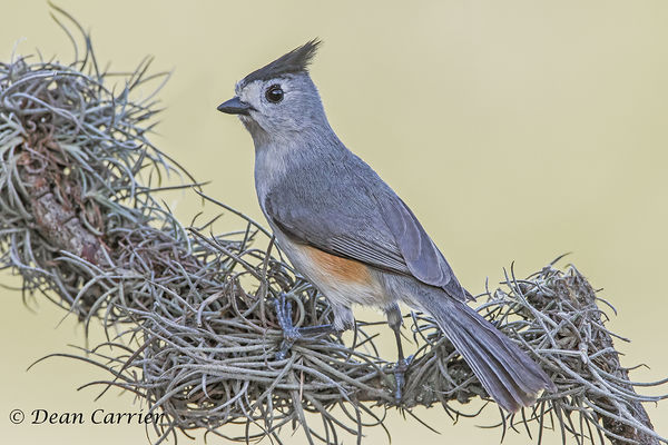 Black-crested titmouse...