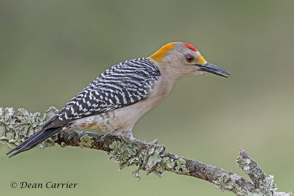 Golden-fronted woodpecker...