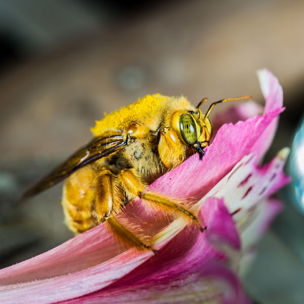 Male Valley carpenter bee first two are sleeping shots...