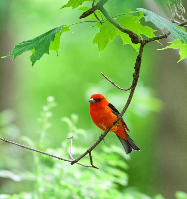Male Scarlett Tanager (the one with wrong settings...