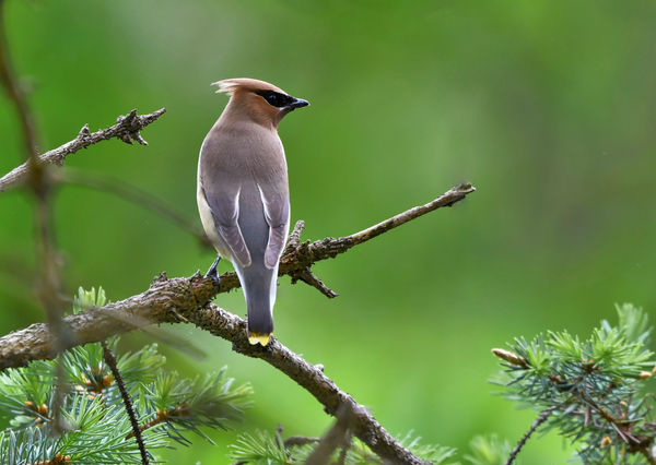 Another Waxwing...