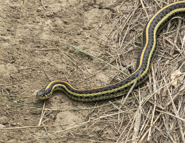 Yellow, Black and Orange Snake - anyone know what ...