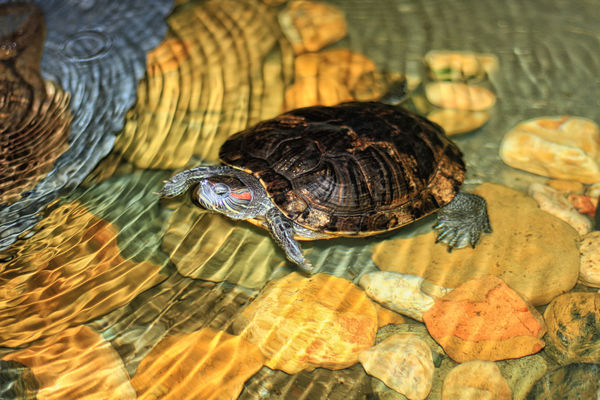 One of the Turtles in Residence at the Center...