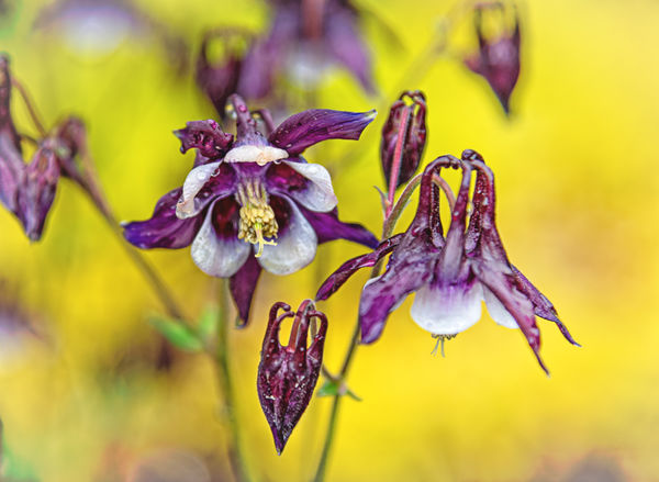 "Eggplant" colored columbine on a butter yellow fi...