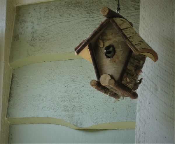 (1) Although we've had this birdhouse for about 3 ...