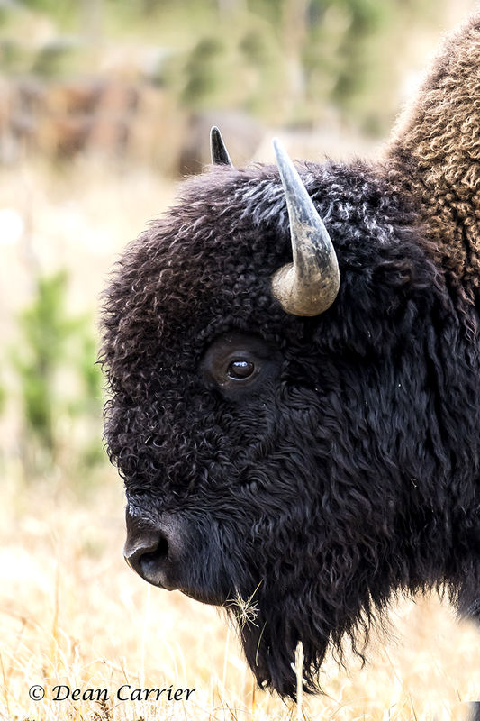 American bison...