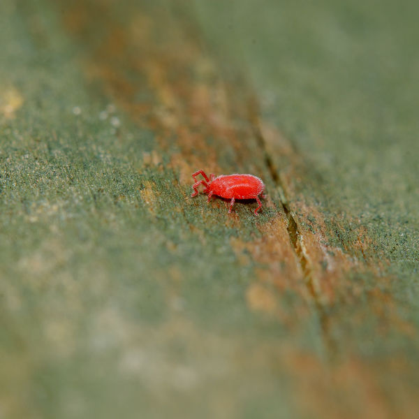 The tiniest mite I have ever seen, a Spider Mite p...