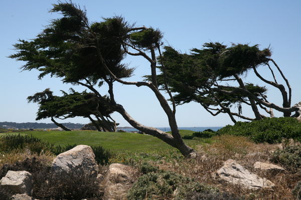 Windblown Trees next to a green....