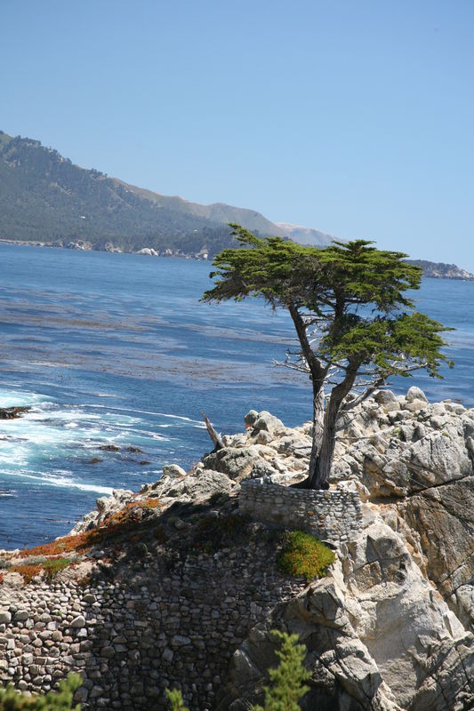 Lonesome Cypress...
