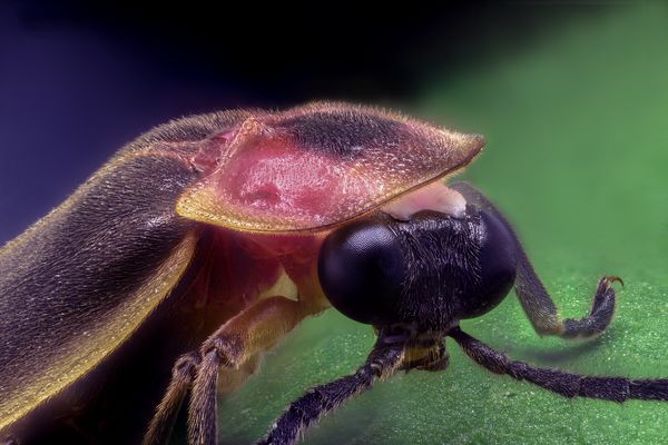 lightning bug stuffed animal