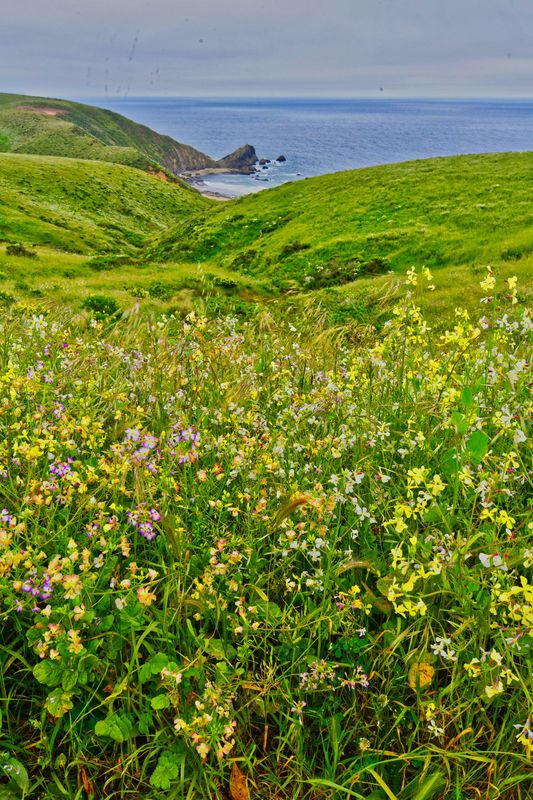 Wildflowers and Storm clouds at Pt Reyes...