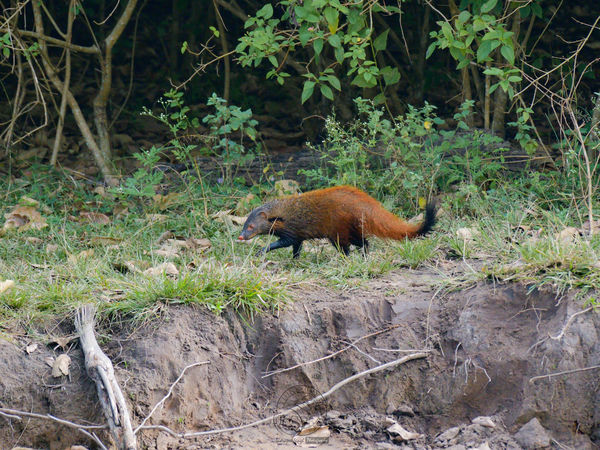 Red Mongoose - a rare sighting...