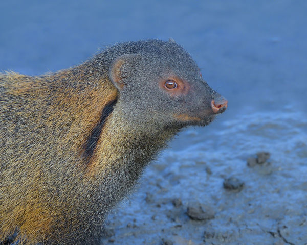 Neck Striped Mongoose - a forest dweller...