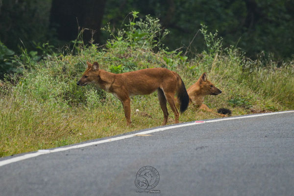 Dhole - Wild Dog - One of the most feared animals ...