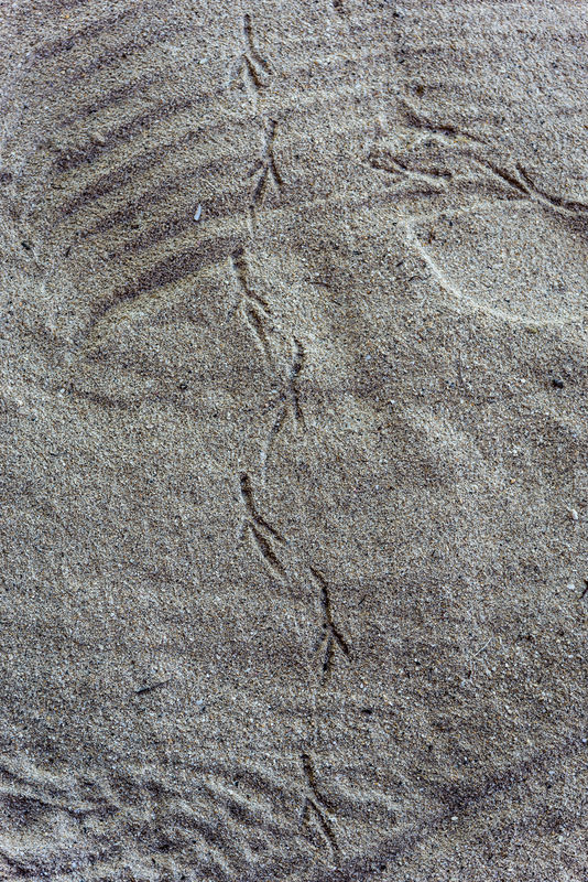 3 - Avian footprints preceded us...