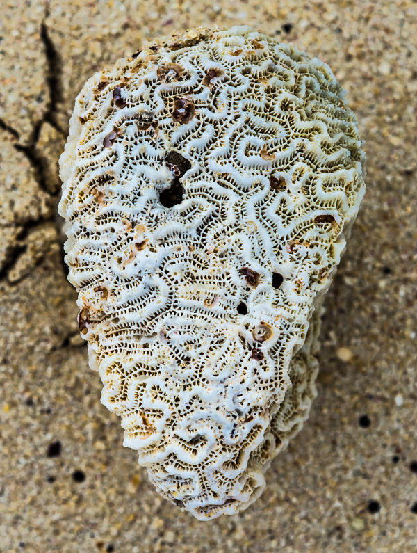 10 - Intricate coral fragment...