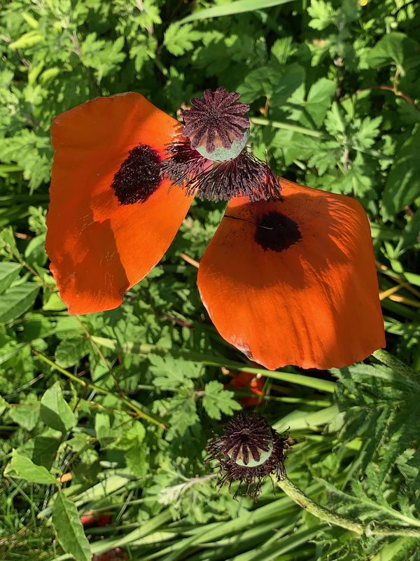 2 Poppies, and seed pods....