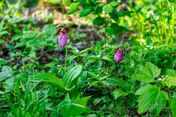 Pink Lady Slippers...