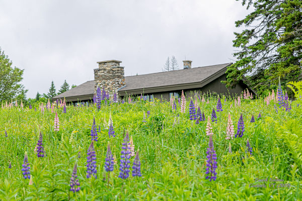 Lupine in front of the camp...