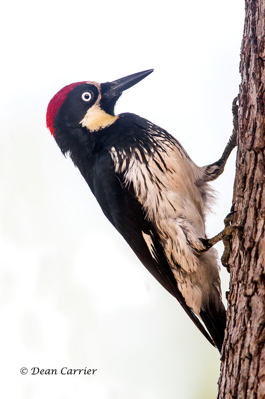 Acorn woodpecker, California...