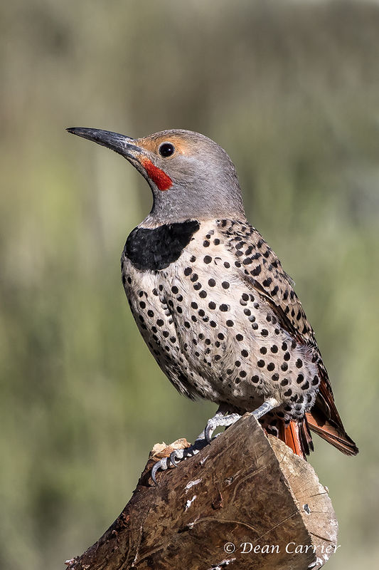 Northern flicker, Oregon...