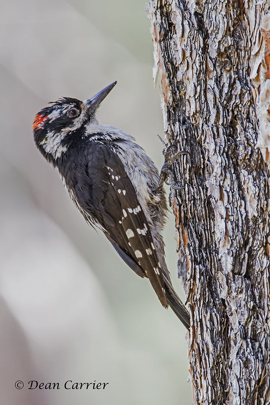 Hairy woodpecker, Oregon...