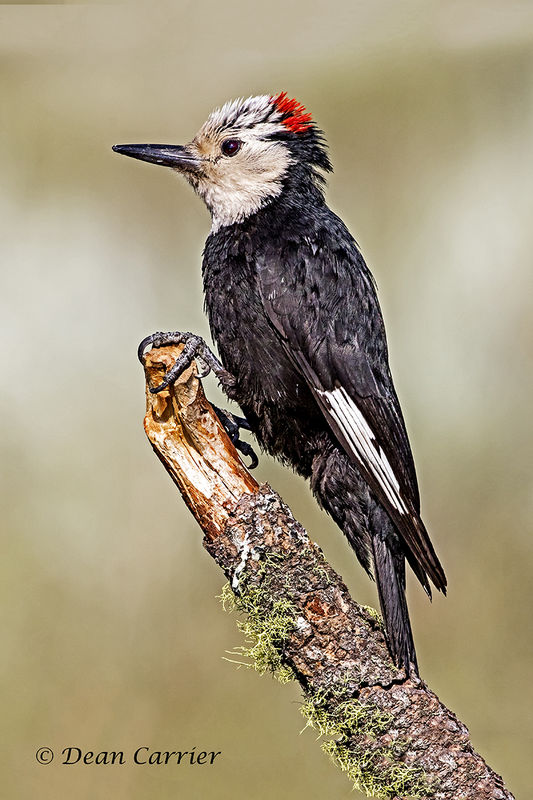 White-headed woodpecker, California...