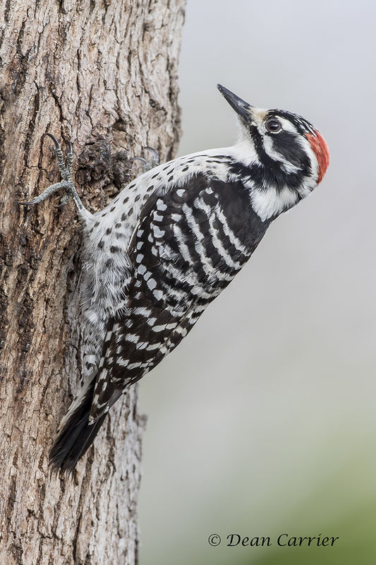 Nuttall's woodpecker, California...