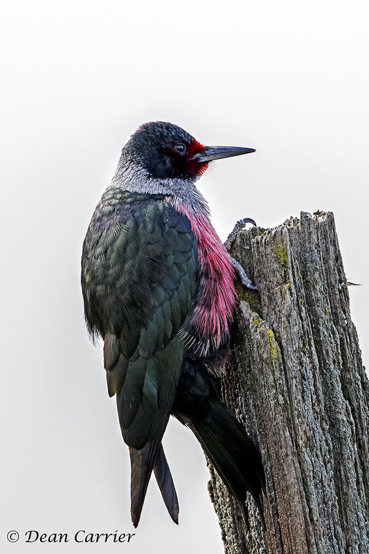 Lewis woodpecker, California...