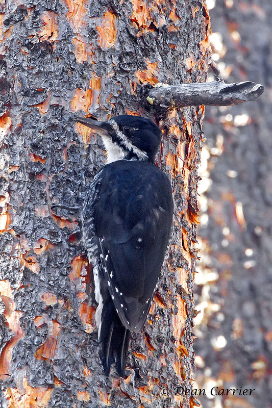 Black-backed woodpecker, California...