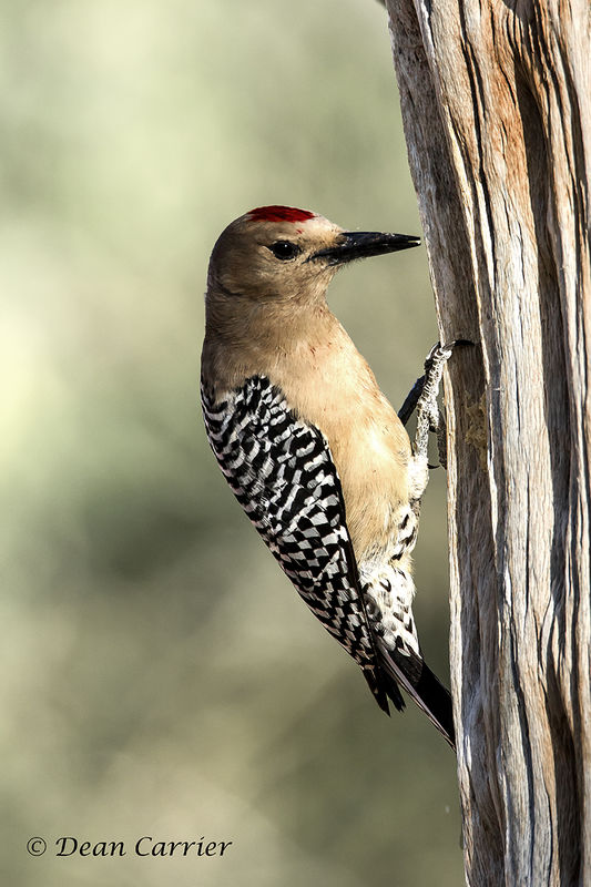 Gila woodpecker, Arizona...