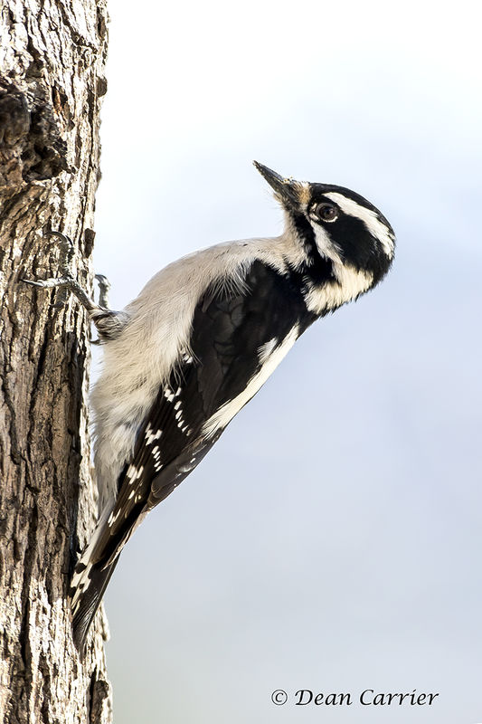 Downy woodpecker, California...