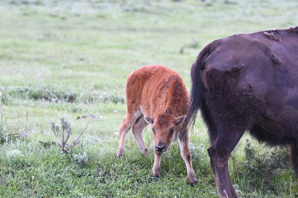 Red Dog - Baby Bison...