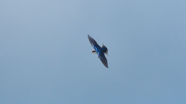 Wire Tail Swallow - small, fast erratic flyers....